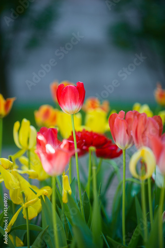 Beautiful tulips on the flowerbed in the sun