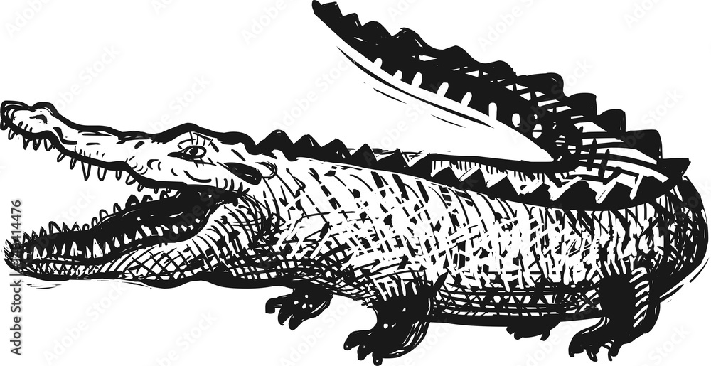 Fototapeta premium Crocodile illustration