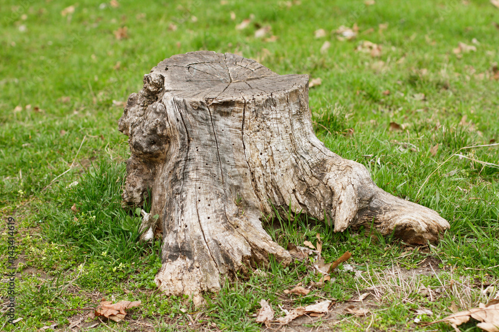 Old stump in green grass Old stump in green grass