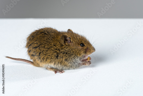Eating mouse with feed in its hands – isolated on white