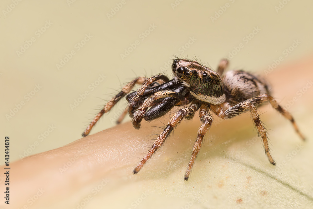 A beautiful and tiny jumping spiderspider A beautiful and tiny jumping spiderspider