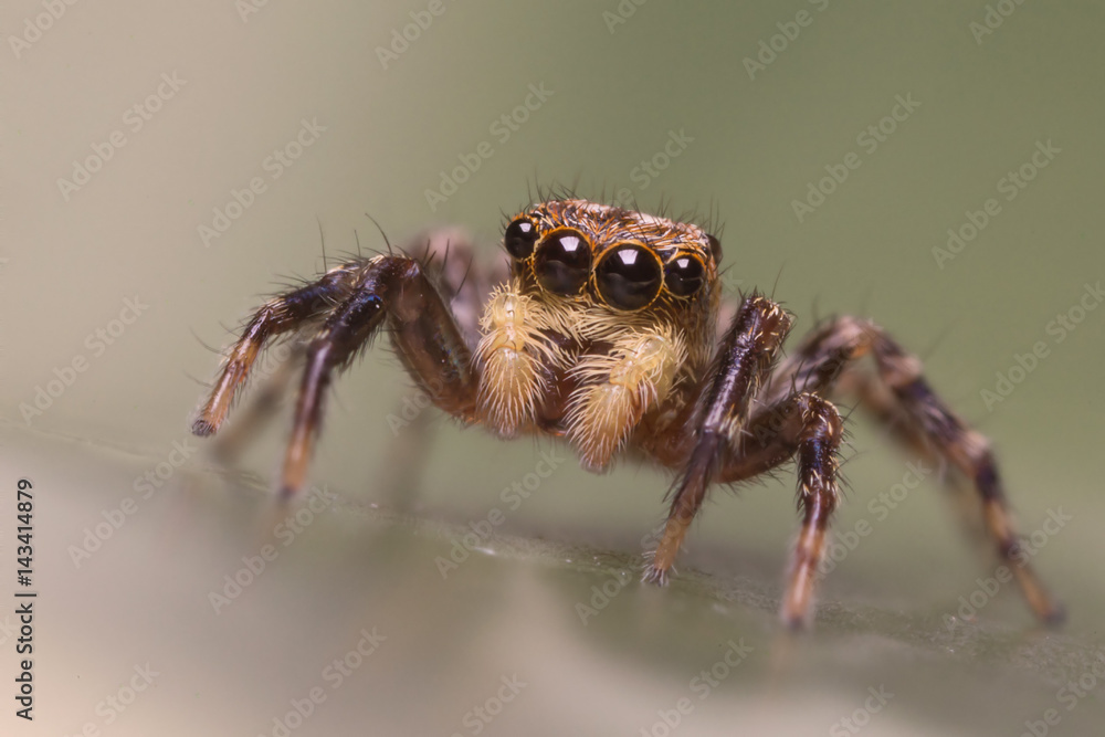 A beautiful and tiny jumping spiderspider