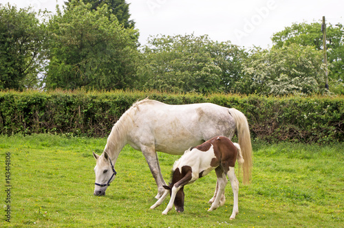 Mare and foal grazing © chelle129