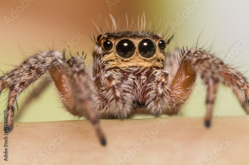 A beautiful and tiny jumping spiderspider © Rinaldo