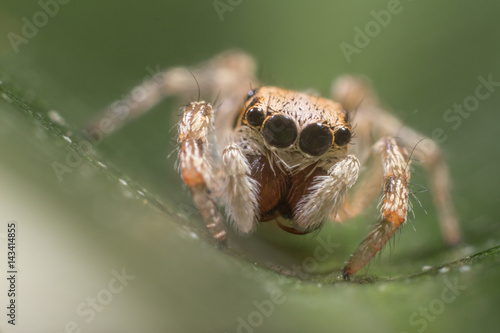 A beautiful and tiny jumping spiderspider