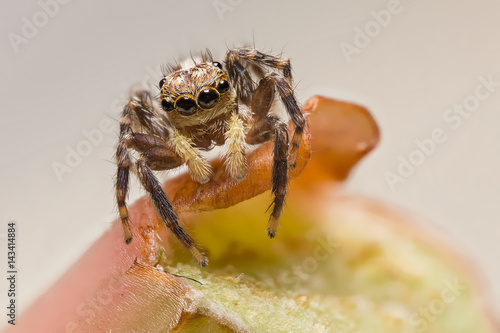 A beautiful and tiny jumping spiderspider photo