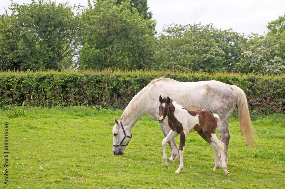 Obraz premium Mare and foal
