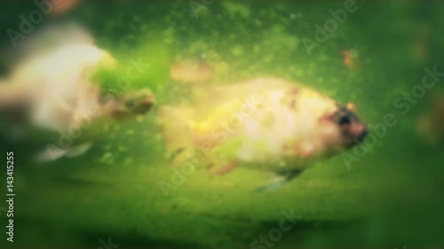 Underwater shot of fishes swimming in a pond
