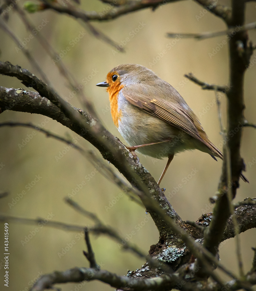 Fototapeta premium European robin perched on a branch