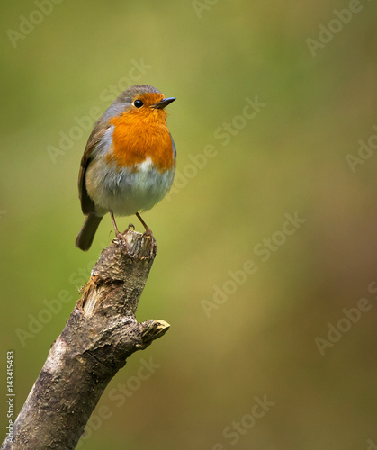 European robin perched on a branch