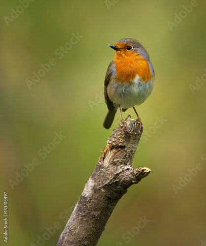 Photo European robin perched on a branch