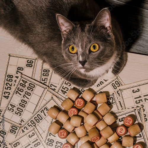 Grey cat and bingo. Tabletop old lotto game with cat