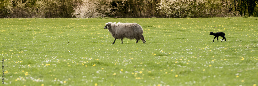 Obraz premium A flock of sheep grazing