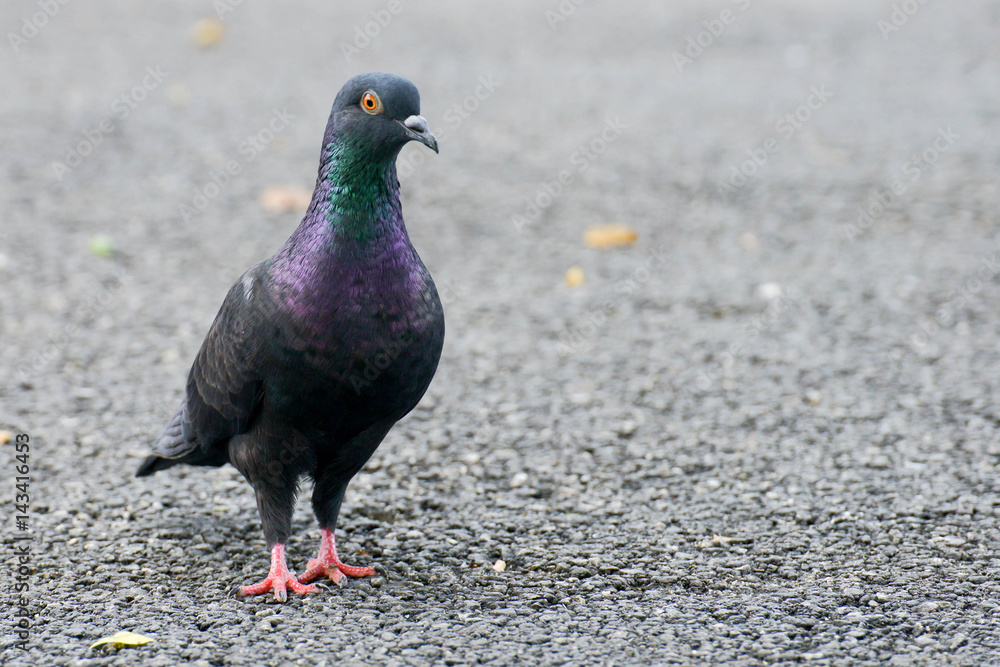 Beautiful pigeon close up in the park Beautiful pigeon close up in the park