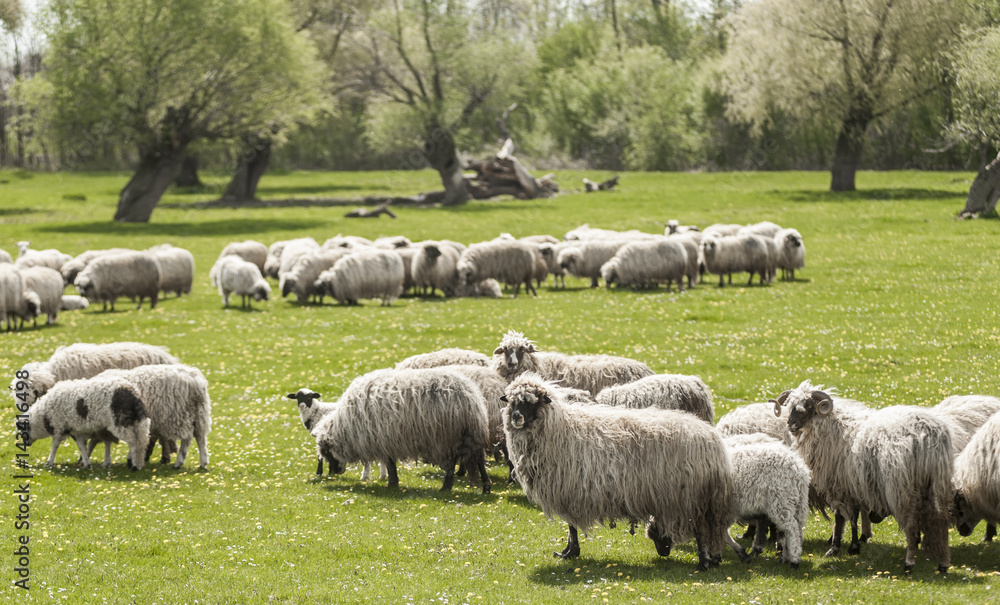 Fototapeta premium A flock of sheep grazing