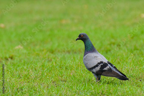 Beautiful pigeon close up in the park