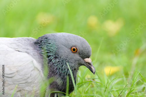 Beautiful pigeon close up in the park