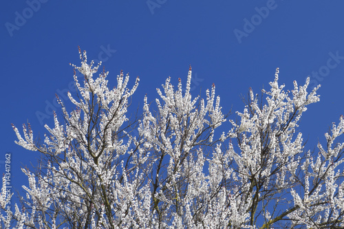Spring flowering trees. Pollination of flowers of apricot. Bloom