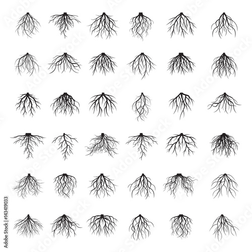 Big set of black roots. Vector Illustration.