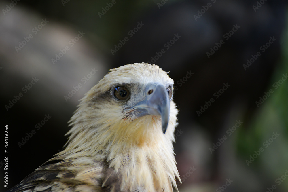 very close up with eagle