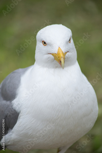Seagull closeup on grass background © Maksym