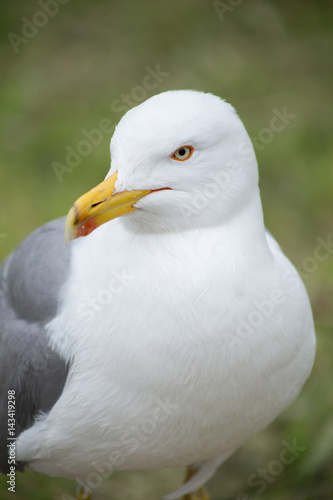 Seagull closeup on grass background