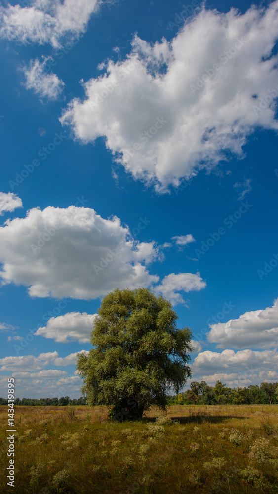  landscape meadow and forest, panorama