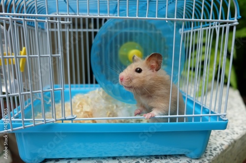 Close-up of a cute hamster in blue cage