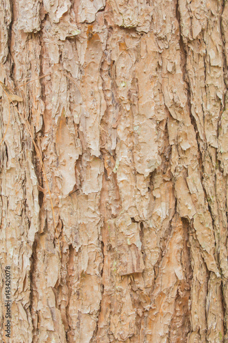Tree bark texture for background © prapholl