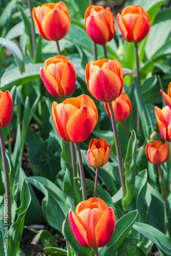 Orange tulips  flowerbed 