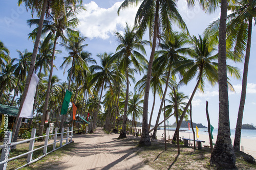 tropical beach and coconut palm trees