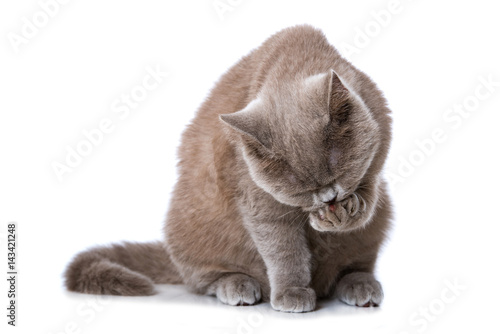 Fototapeta Naklejka Na Ścianę i Meble -  Katze schleckt sich die Pfote