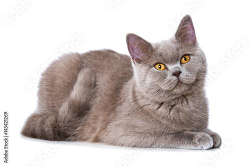 Fototapeta Naklejka Na Ścianę i Meble -  Junge Katze