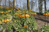 Fritillaria 'Beethoven' orange flowers growth in the flowerbed.