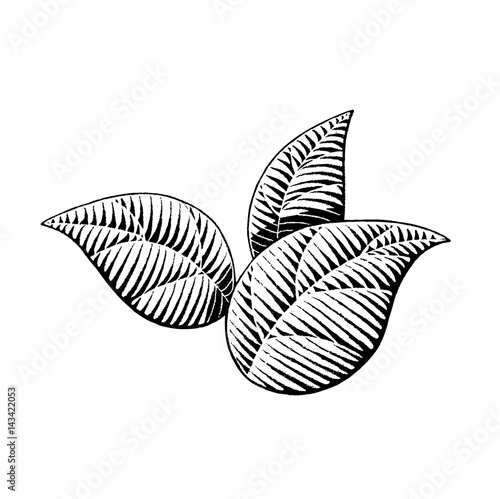 Vectorized Ink Sketch of Leaves