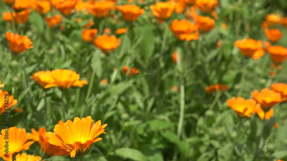 Marigold herb plant blooms move in wind in rural garden plantation. 4K Marigold herb plant blooms move in wind in rural garden plantation. 4K