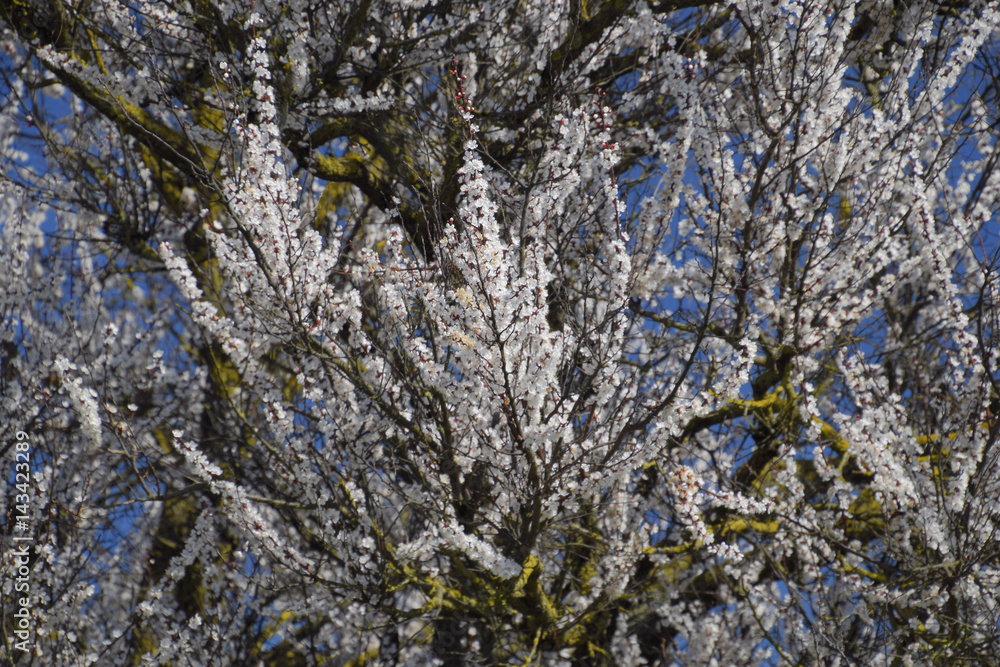 Spring flowering trees. Pollination of flowers of apricot. Bloom Spring flowering trees. Pollination of flowers of apricot. Bloom