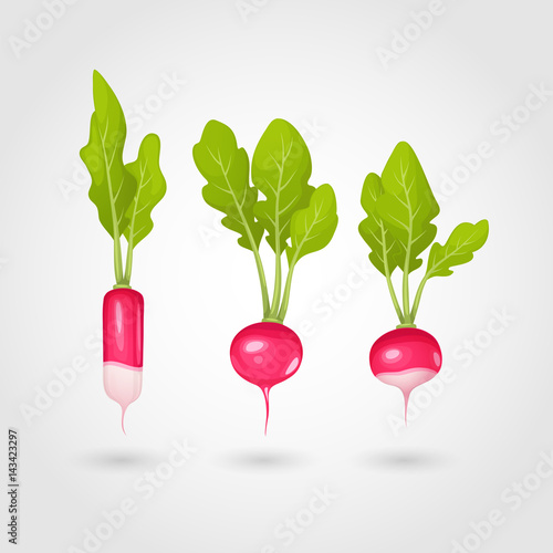 Set of fresh radish. Vector illustration.