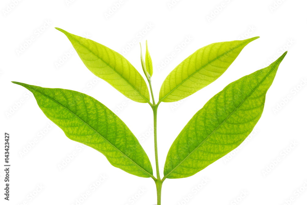green leaf isolated on a white background green leaf isolated on a white background