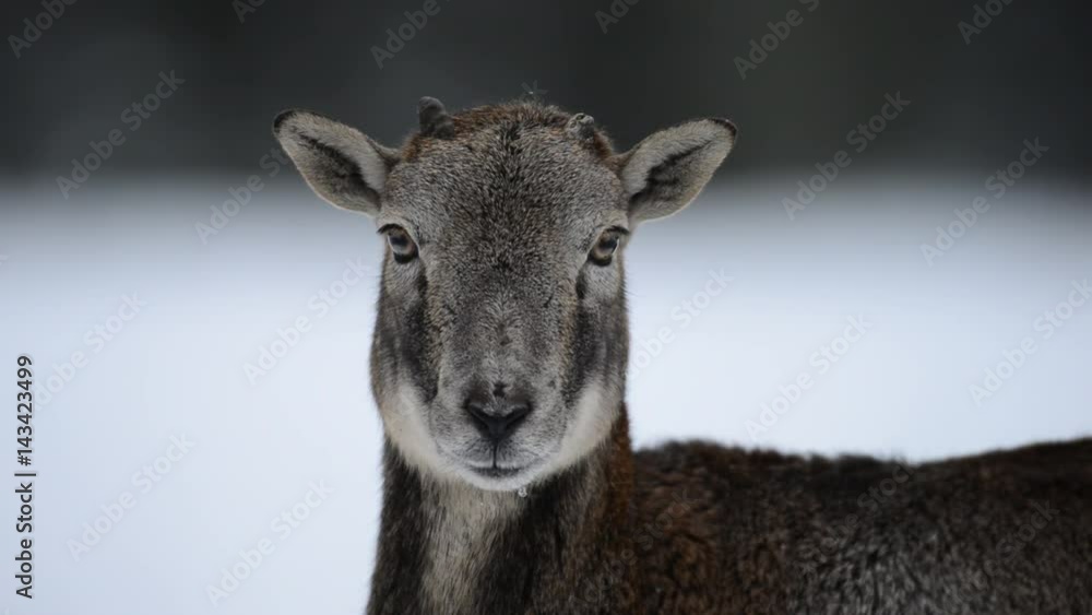 Mufflon, Muffelwild, Muffelschaf im Winter Mufflon, Muffelwild, Muffelschaf im Winter