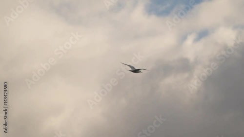 Wallpaper Mural Seagull flying against the cloudy sky background Slow motion,high speed camera 120 fps Torontodigital.ca