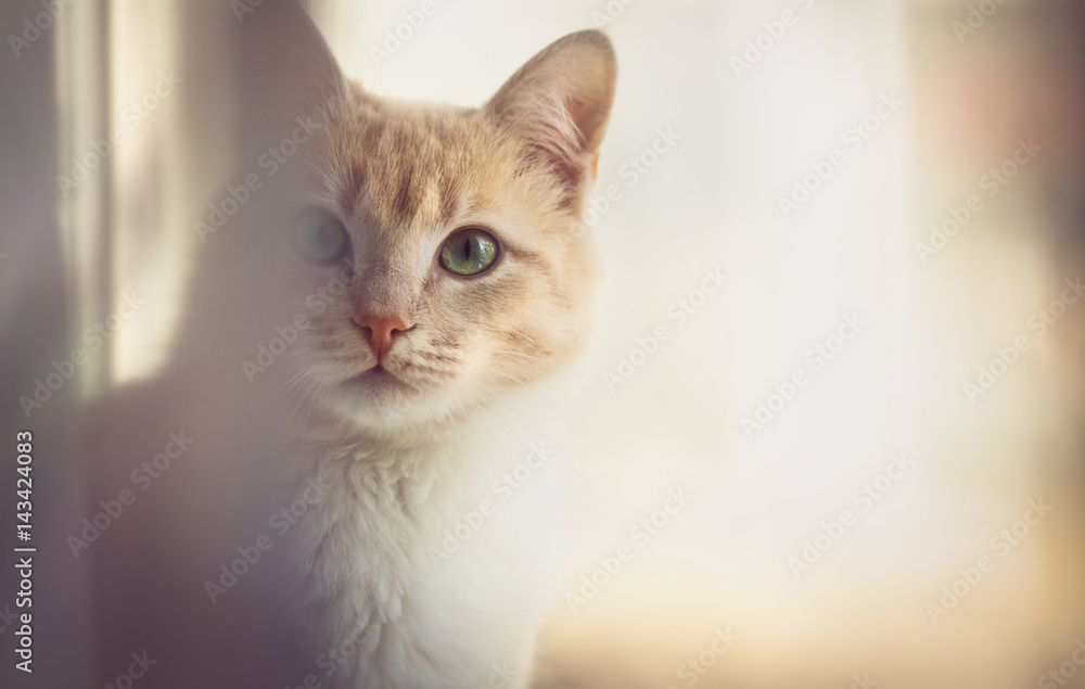 Portrait of a cat on the windowsill