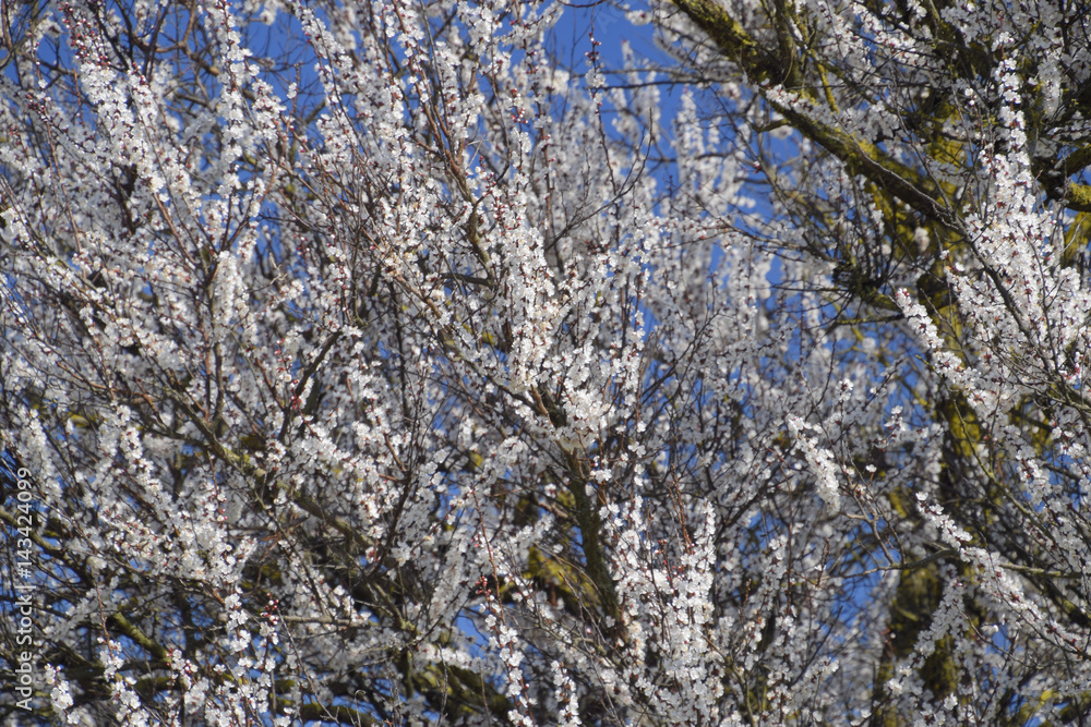 Spring flowering trees. Pollination of flowers of apricot. Bloom Spring flowering trees. Pollination of flowers of apricot. Bloom