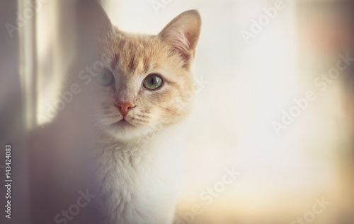Portrait of a cat on the windowsill