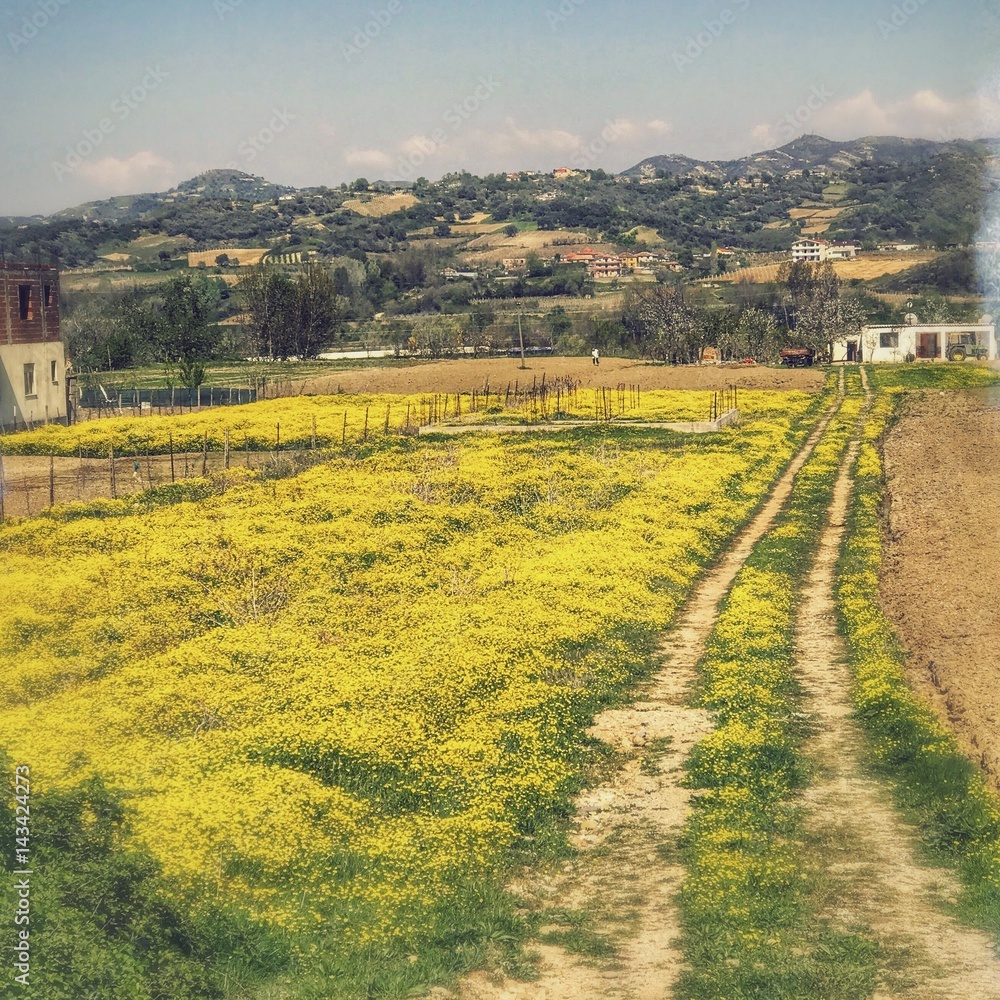 A field covered with yellow flowers and a village road to a house with hills view in the background. Tirana, Albania