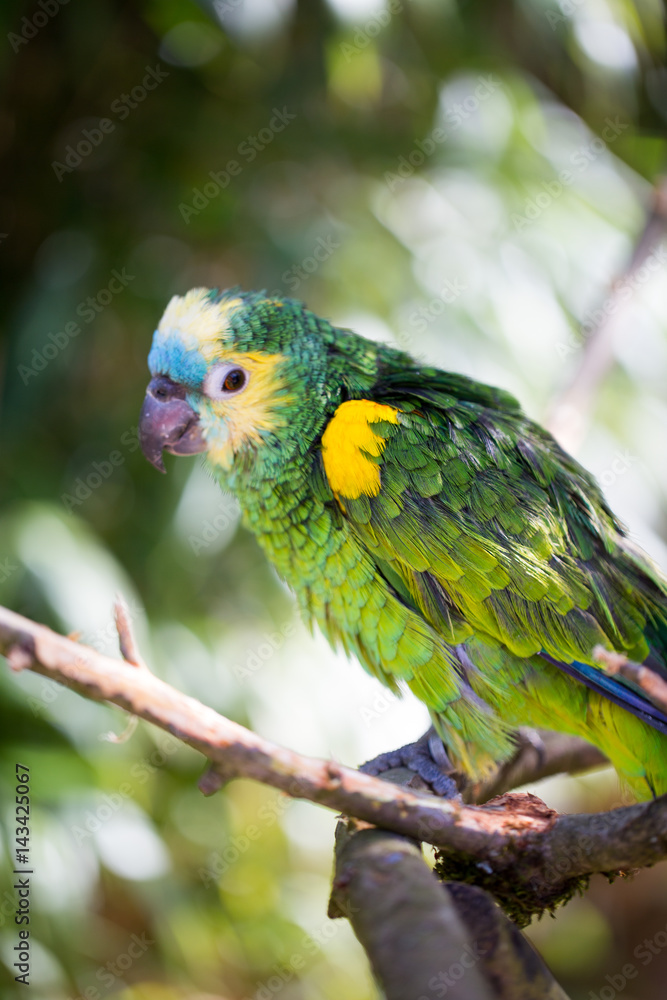 Parrot portrait of bird. Wildlife scene from tropic nature.