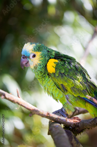 Parrot portrait of bird. Wildlife scene from tropic nature.