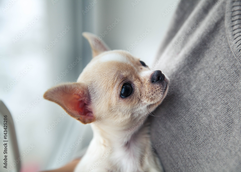 chihuahua puppy in the hands of a girl with a nice manicure.