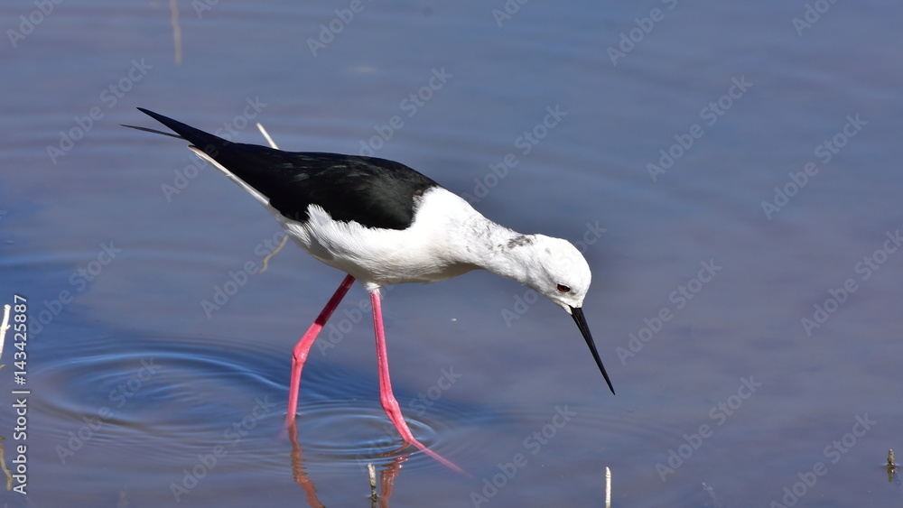 Obraz premium b lack winged stili,island Majorca,Albufera national reserve,