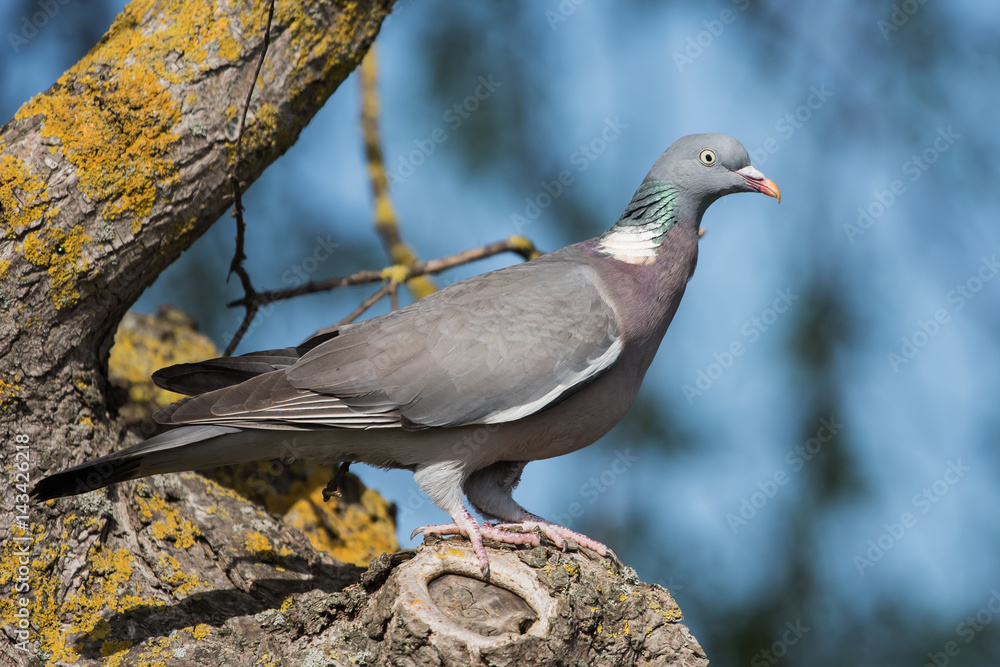 Fototapeta premium Common Wood Pigeon, Wood Pigeon, Columba palumbus